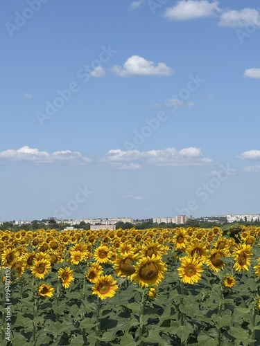 Bright sunflower field under a clear blue sky with distant buildings on the horizon.