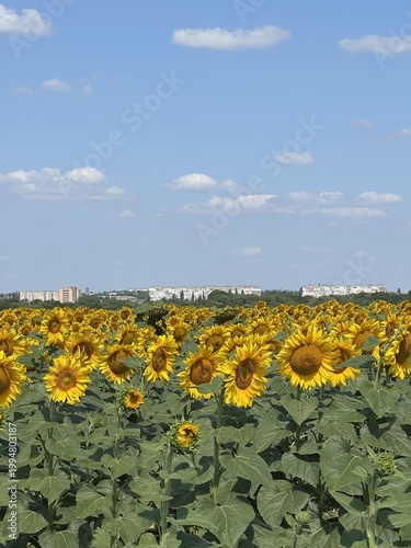 Sunflower field in full bloom under a clear blue sky with white clouds and distant city skyline.