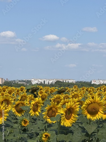 Rows of vibrant sunflowers bloom under a clear blue sky with scattered clouds in the background.