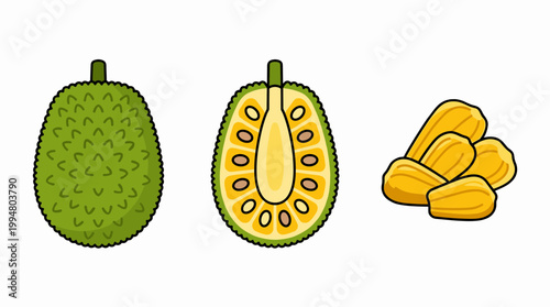 Fresh Exotic Jackfruit Vector Illustration Set with Whole Fruit, Cross Section Showing Seeds and Sweet Yellow Flesh Pulps Isolated on White Background