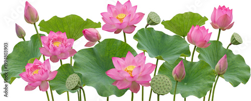 Pink lotus flowers and leaves isolated on transparent background PNG, blooming lotus plant, asian water flower