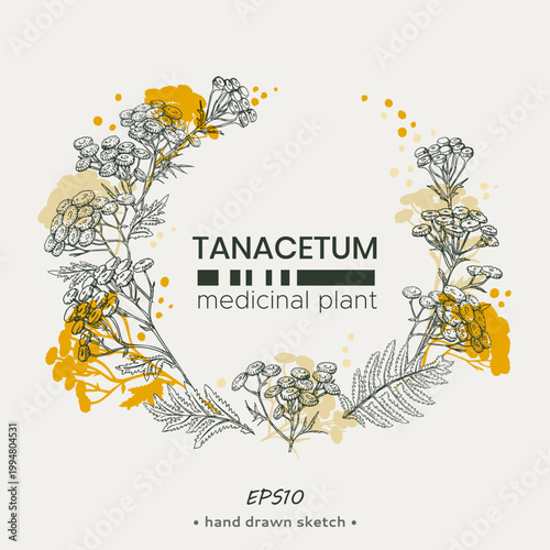 Frame of Common tansy
