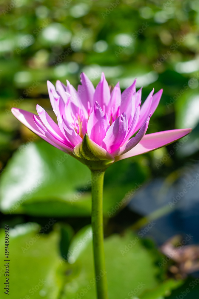 Fototapeta premium Lake with giant water lilies in Mauritius