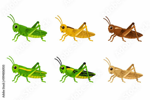 A set of flat colored grasshopper icon illustrations on a plain background. 