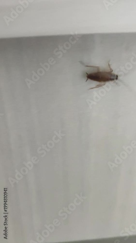 Close-up of a Cockroach Crawling on a White Wood Surface