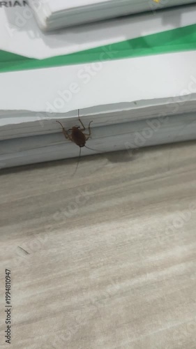 Small Cockroach Pest Crawling on Office Paper and Desk