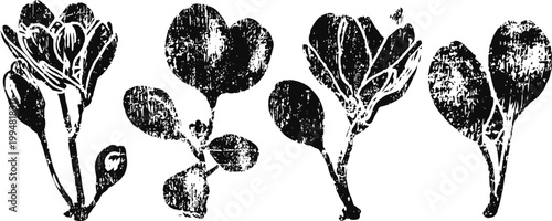 set of black and white hand drawn leafy microgreens with grunge texture detail
