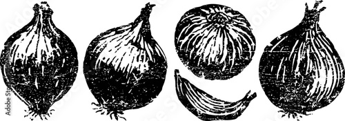 Vintage black and white hand drawn onions and garlic illustrations isolated on white background