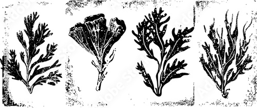 Black and white botanical illustrations of four seaweed and algae species with detailed leaf and branch shapes