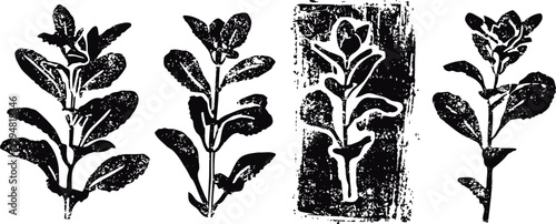 Vintage black ink botanical floral drawings of four different leafy plant stems on white background