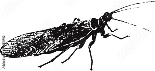 Detailed black and white illustration of a lacewing insect with delicate wings and long antennae