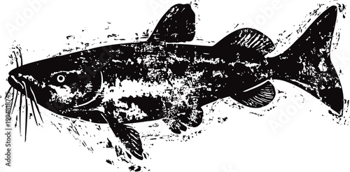 Vintage illustration of freshwater catfish with detailed fins and whiskers