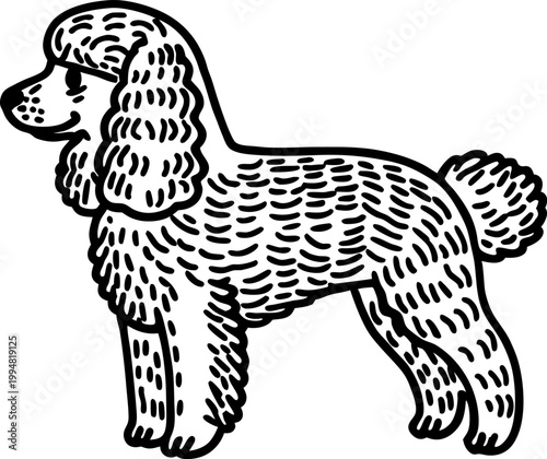 Detailed poodle dog illustration with curly fur standing in side profile view