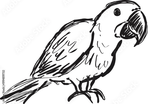 hand drawn parrot sketch detailed black and white exotic bird illustration with curved beak and tail feathers