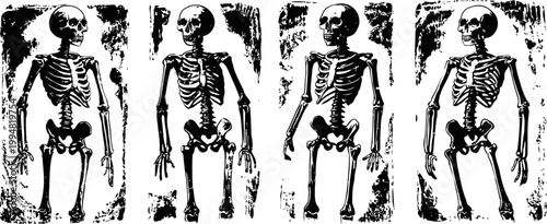 Four human skeletons lying on black and white textured background in different poses