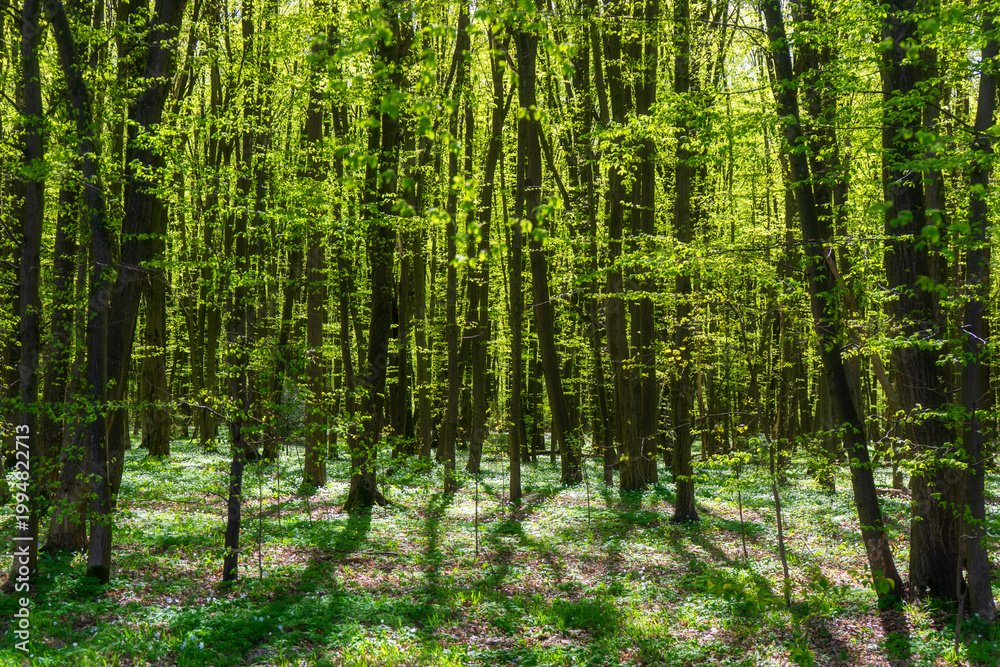 Fototapeta premium Piękno wiosennej zieleni w Lasku Zwierzynieckim, Białystok, Podlasie