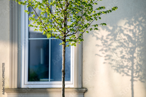 Junger Laubbaum Hainbuche Carpinus betulus mit frischem Laubaustrieb im Streiflicht wirft Schatten auf  Gebäude mit Sprossenfenster in Neckartenzlingen
