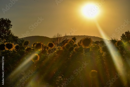 Sunflowers field at sunset with lens flare and golden light
