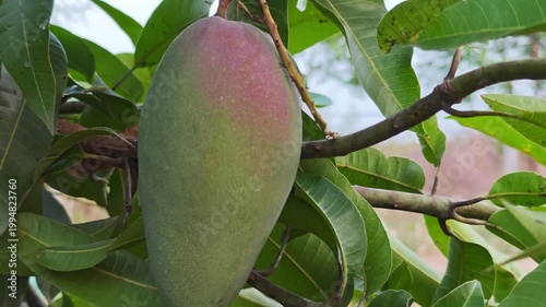 Mangoes on a tree in the garden.