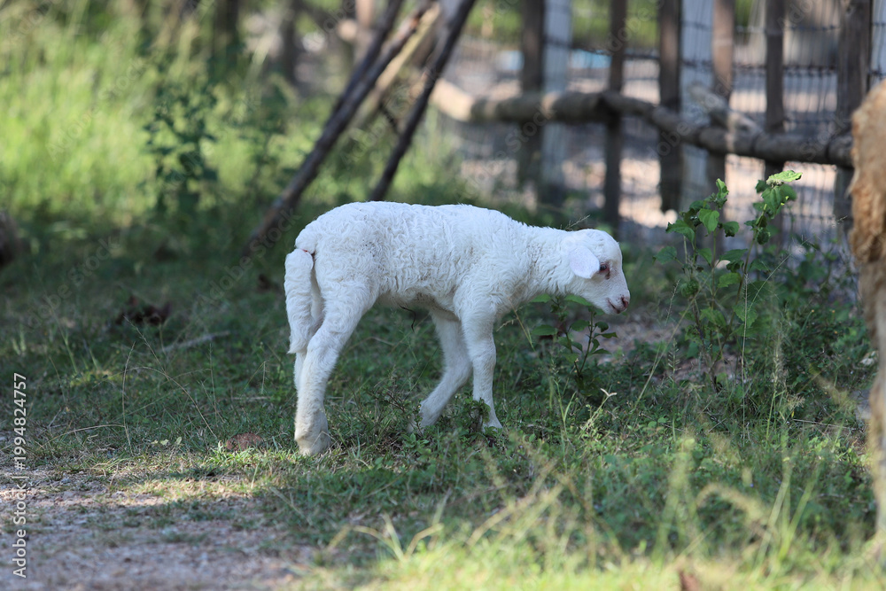 Fototapeta premium A cute little white baby lamb standing on green grass near a rustic wooden fence in a sunny farm pasture.