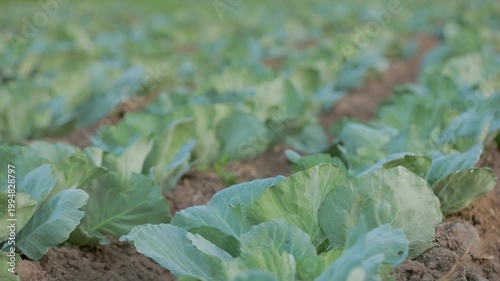 A field of growing cabbage plants in a farm setting, showcasing fresh green vegetables in natural daylight.