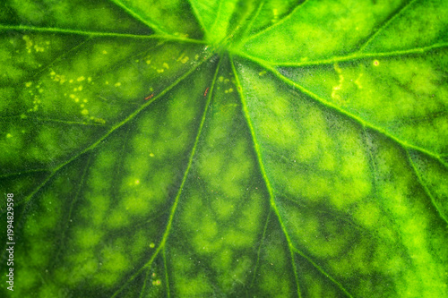 Foto Extreme close-up of a vibrant green leaf showing intricate vein patterns and tex
