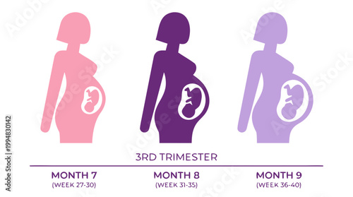 Happy 3rd Trimester Pregnant Mother Profile Silhouette Vector