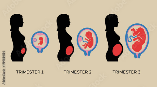 3rd Trimester Maternity Concept Flat Vector Graphic Illustration