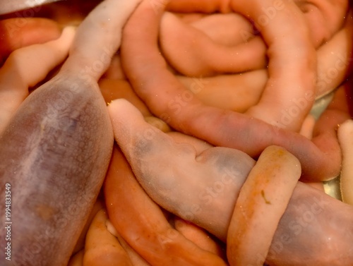 Close-up shot of Urechis unicinctus (penis fish) 