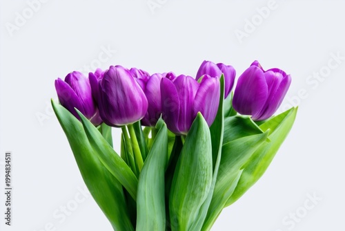 Purple Tulips in a Bouquet With Green Leaves on a Light Background Inside a Home