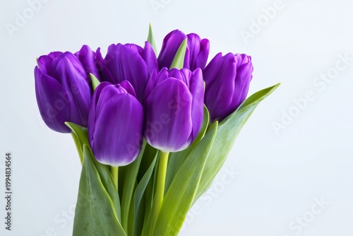 Purple Tulips Arranged in a Bouquet With Green Leaves on a Plain Background i...