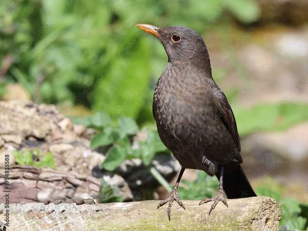 Fototapeta premium Female Blackbird