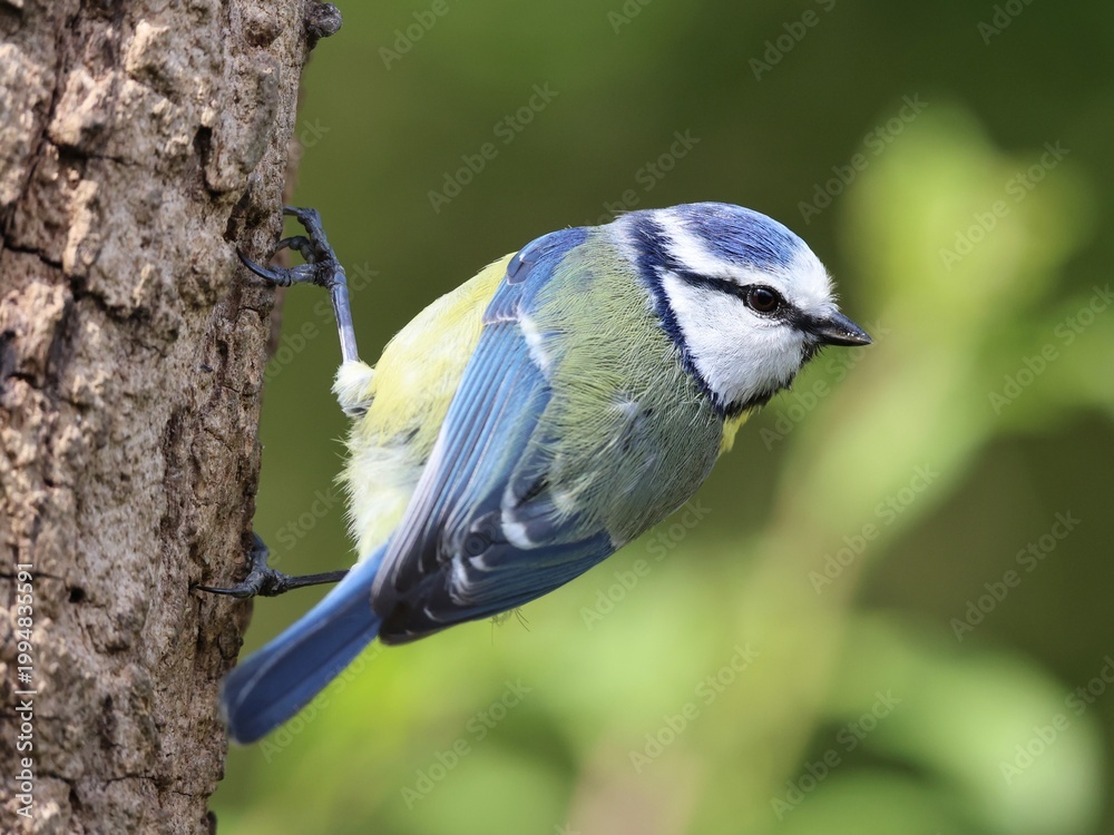 Obraz premium Blue tit in a tree