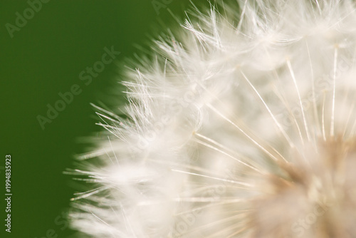 Quadro su tela Close-up view of a dandelion puffball showing the seeds