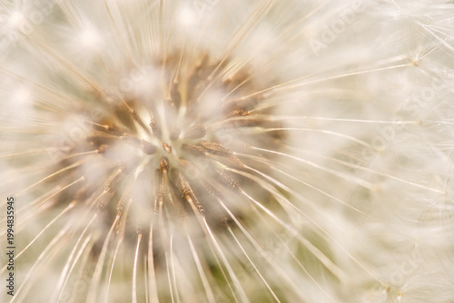 Tablou pe pânză Close-up view of a dandelion puffball showing the seeds