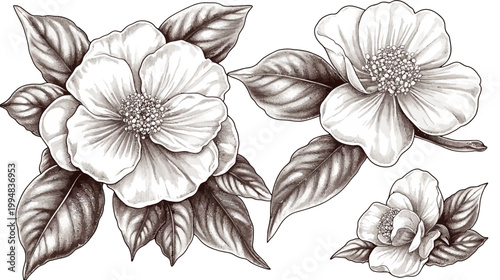 A grayscale botanical illustration featuring blossoms and leaves, detailed texture and shading with white background