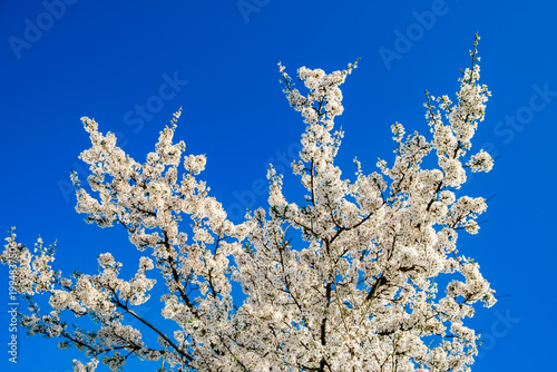 spring flowering tree with white flowers on the branches