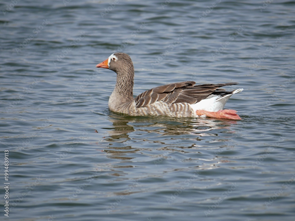 Fototapeta premium Birds