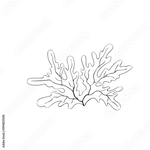 Outline edible seaweed Ulva or Sea lettuce isolated on white background. Asian traditional cuisine. Underwater plant in doodle sketch style for sea or kids design