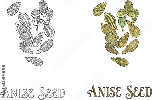 ANISE VECTOR