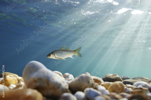 Fish Swimming Near Rocks in Clear Water With Sunlight Above in an Underwater ...