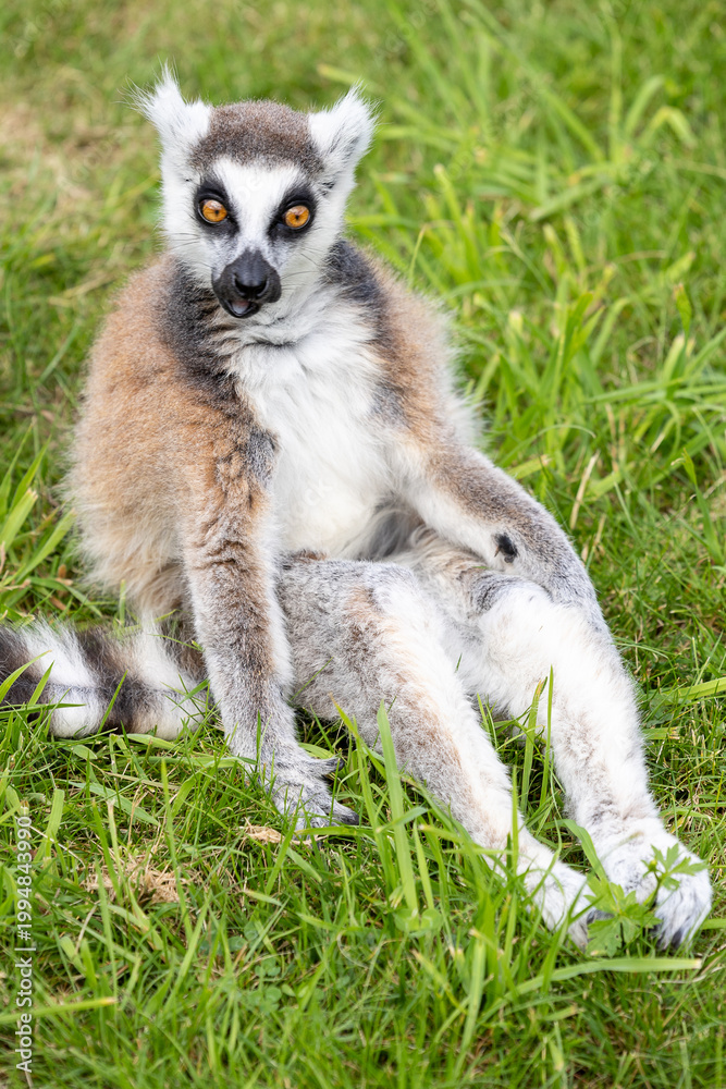 Fototapeta premium Lemury to grupa prymitywnych naczelnych (małpiatek), które w naturze występują wyłącznie na Madagaskarze oraz pobliskich Komorach. 