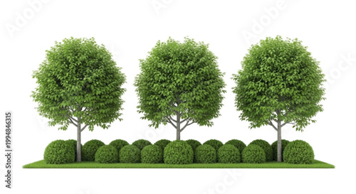 Vector illustration of three decorative trees with a row of green bushes on a transparent background