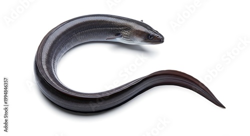 An eel gracefully curves against a simple backdrop