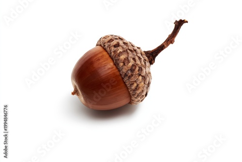 Acorn Sits on a White Surface Showcasing Its Brown Color and Textured Cap