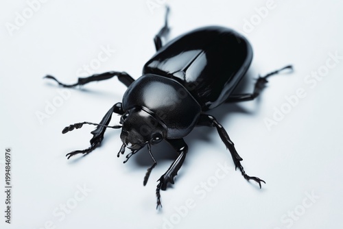 Close View of a Black Beetle on a Plain Background in a Studio Setting During...
