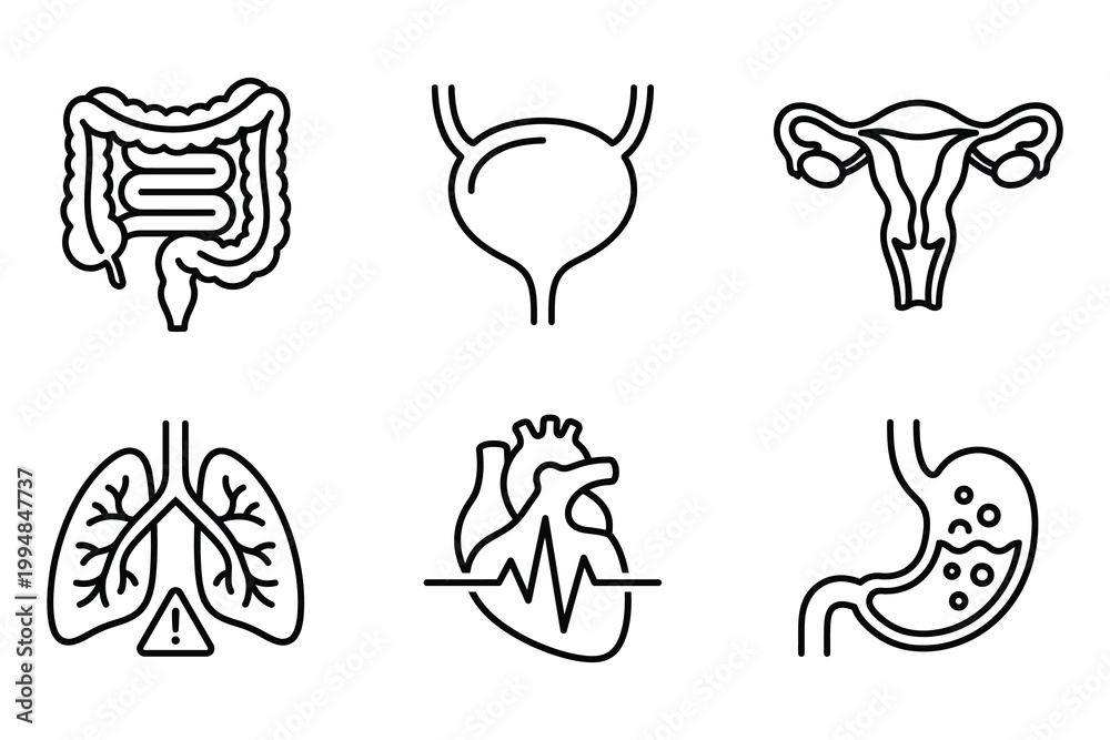 Fototapeta premium Human internal organ icons set featuring digestive and respiratory system symbols in minimal line style internal intestine