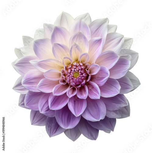 PNG Vibrant dahlia flower bloom