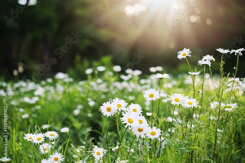 Wildflowers Bloom in a Field Under the Sun During Early Morning in the Countr...