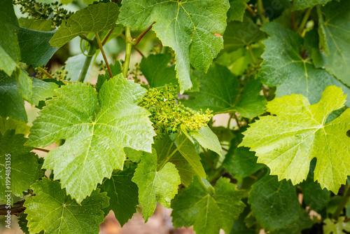 Fotografía Grape vines grow in a vineyard during spring in a sunny location with green leav